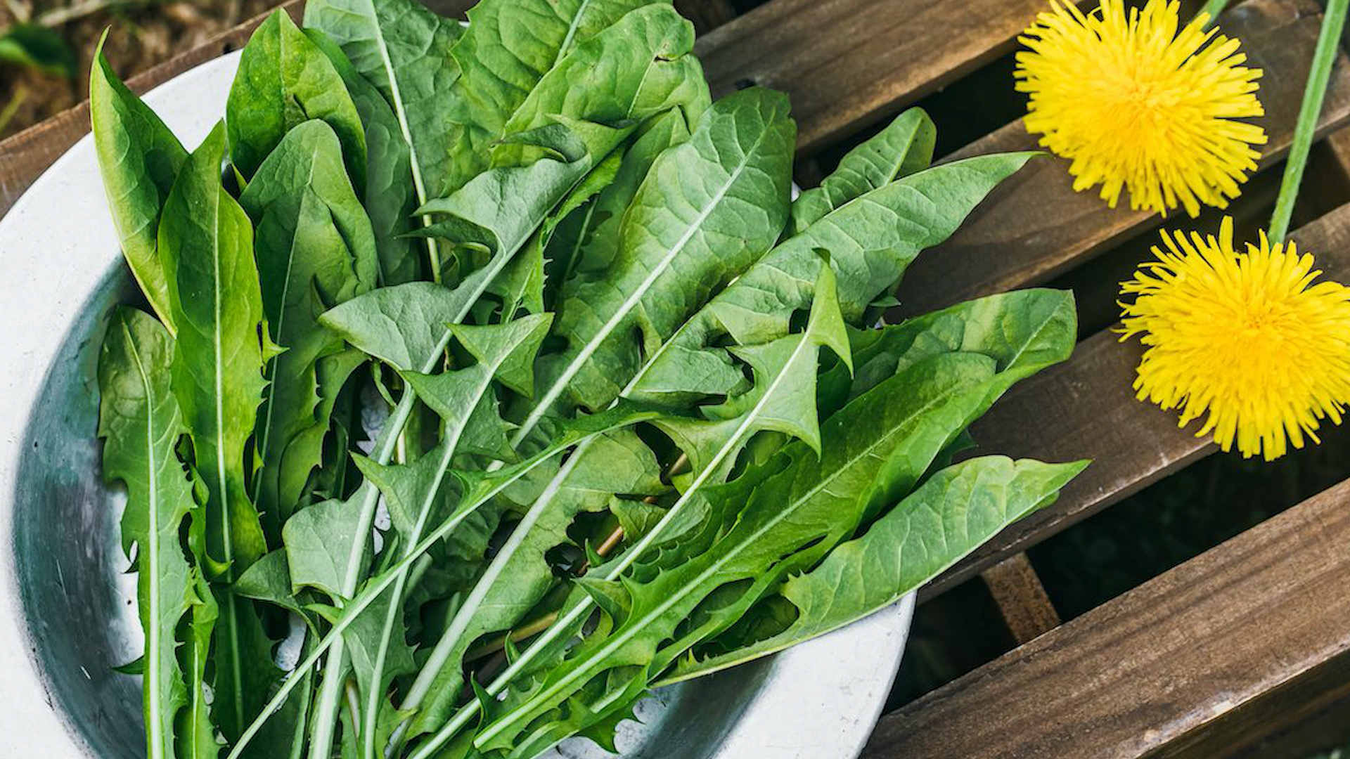 Dandelion leaves