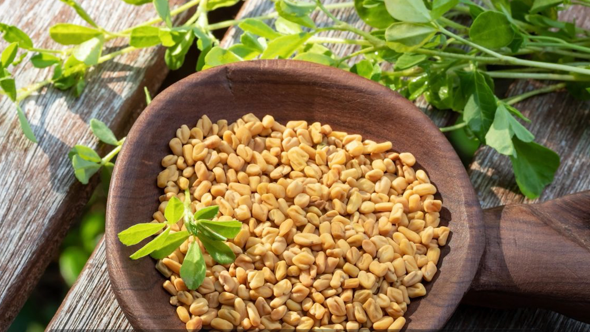 Fenugreek seeds